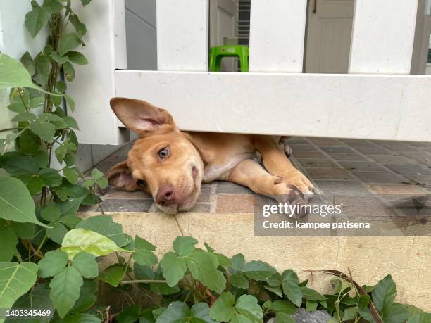puppy pushes his head through fence - dog eyes closed stock pictures, royalty-free photos & images