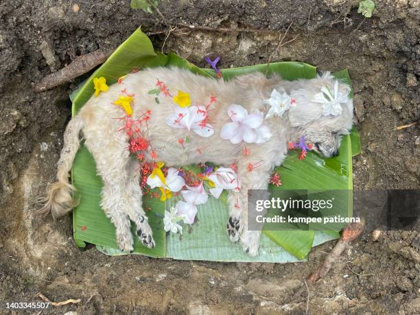 dog cemetery - dead dog stock pictures, royalty-free photos & images