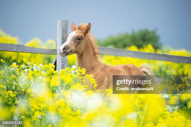 running chestnut foal in yellow flowers  blossom paddock. - colts stockfoto's en -beelden
