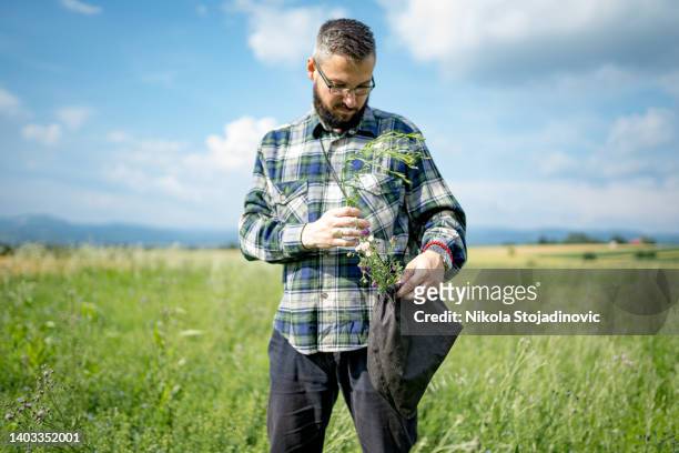man harvesting wild herbs and spices - harvesting herbs stock pictures, royalty-free photos & images