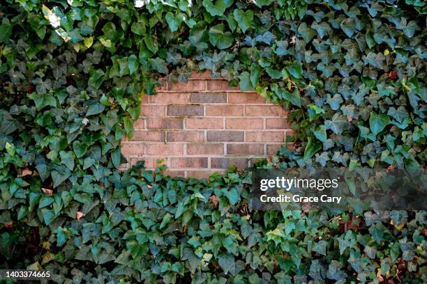 ivy-covered brick garden wall - ground ivy stock pictures, royalty-free photos & images