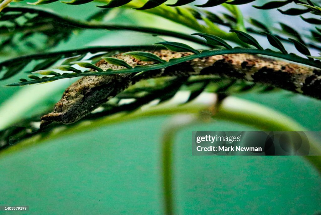 Tentacled Snake