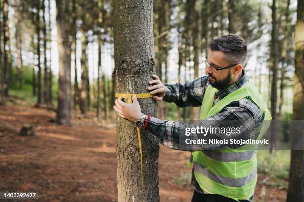 forester measuring tree - forestry stock pictures, royalty-free photos & images