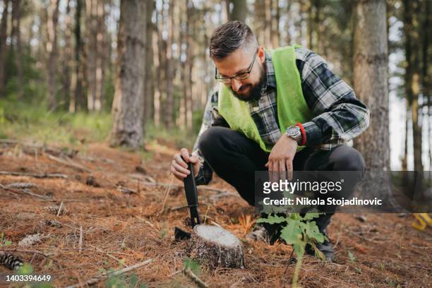 the forester - ecologist stock pictures, royalty-free photos & images