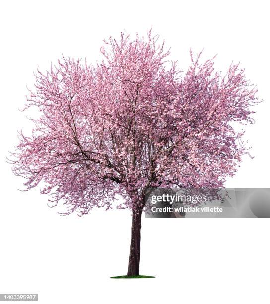 full bloom pink cherry blossoms or sakura flower tree isolated on white background. high resolution. - cerezo fotografías e imágenes de stock