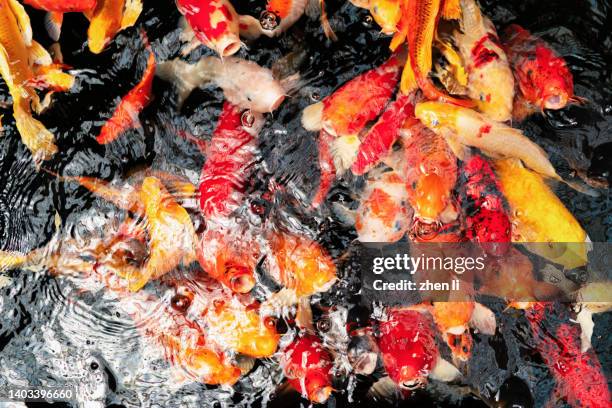 view of koi fish in lake - leben im teich stock-fotos und bilder