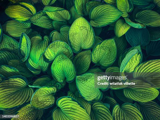 full frame shot of fresh green leaves ,nature background. - jungle leafs stock pictures, royalty-free photos & images