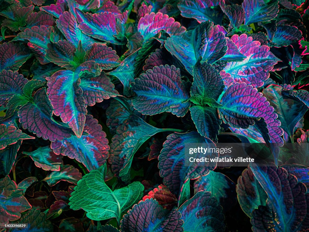 Full Frame Shot Of Fresh Green Leaves ,nature background.
