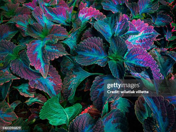 full frame shot of fresh green leaves ,nature background. - tropical deciduous forest photos et images de collection