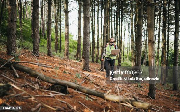 forester working and using laptop in forest - ecologist stock pictures, royalty-free photos & images
