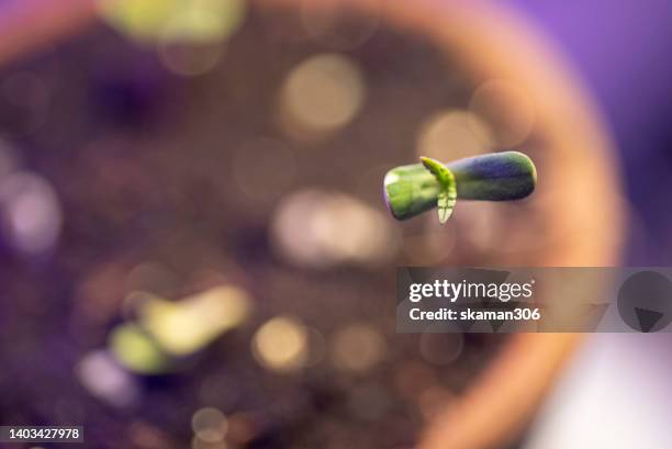 seedling of cannabis sativa plants growing in greenhouse and copy space - toy lawn mowers foto e immagini stock