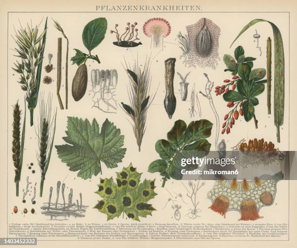 old engraved illustration of plant diseases - powdery mildew fungus stockfoto's en -beelden