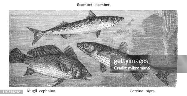 old engraved illustration of fishes - atlantic mackerel (scomber scombrus), mugil (mugil cephalus) and brown meagre or corb (sciaena umbra) - sea life illustration stock pictures, royalty-free photos & images