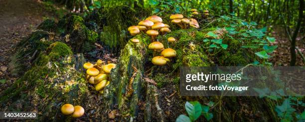 mushrooms growing on mossy tree stump deep in green forest panorama - fungus stock pictures, royalty-free photos & images