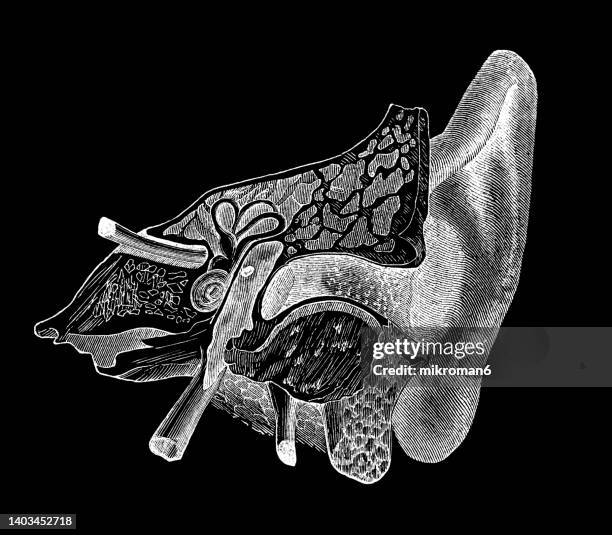 old engraved illustration of anatomy of human ear - ear drum stock pictures, royalty-free photos & images