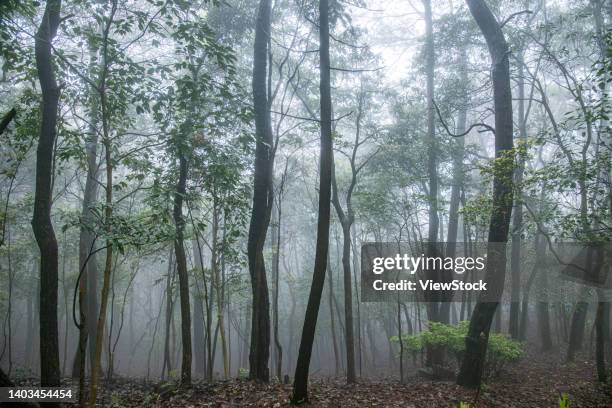 Doushan 109 Xikou Stock Photos, High-Res Pictures, and Images - Getty Images