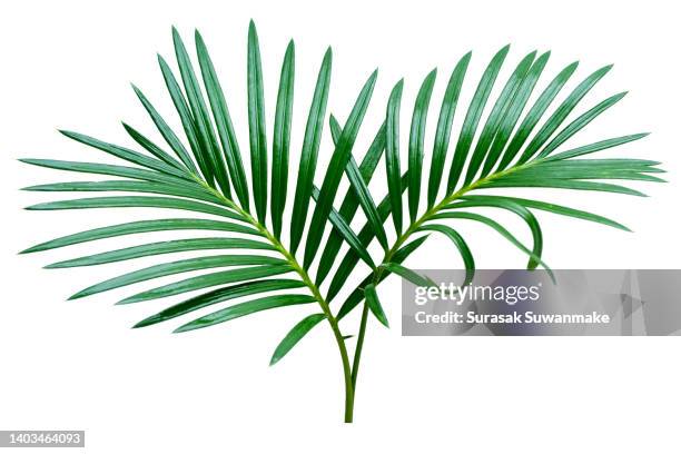 palm leaves the green leaves of palm trees rests on white background. - tropische blätter stock-fotos und bilder