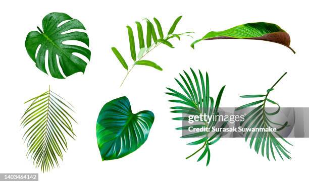 green leaves isolated on white background - farn stock-fotos und bilder