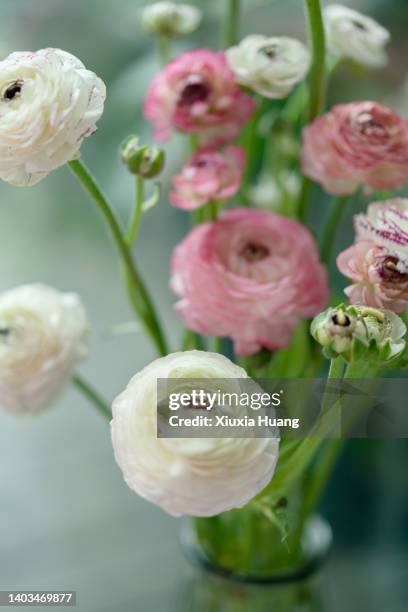 High Res Ranunculus Ranunculus Asiaticus Photos and Premium High Res Pictures - Getty Images
