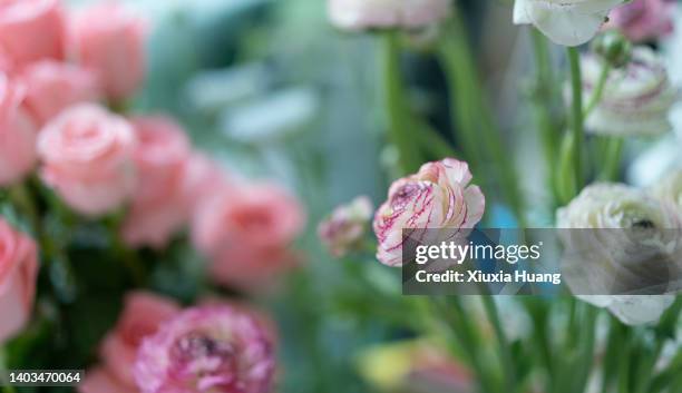 ranunculus - buttercup stock pictures, royalty-free photos & images