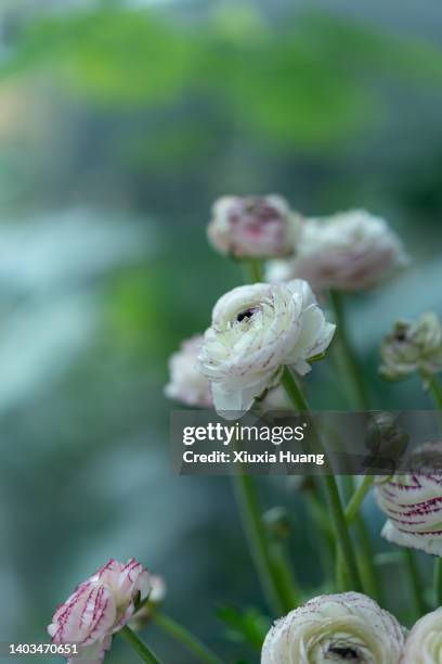 ranunculus - ranunculus bildbanksfoton och bilder