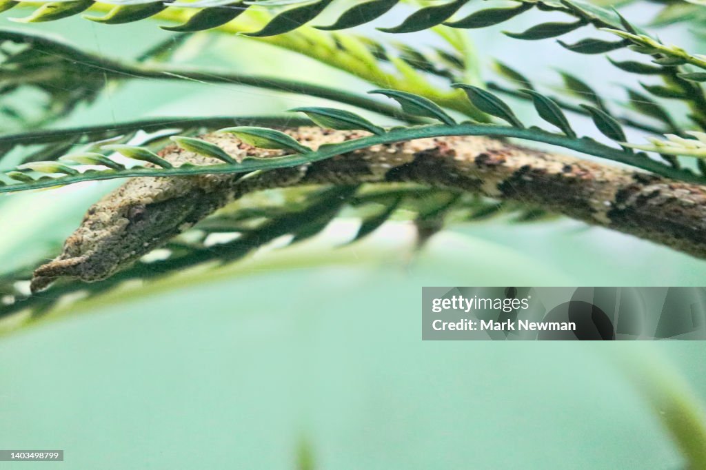 Tentacled Snake