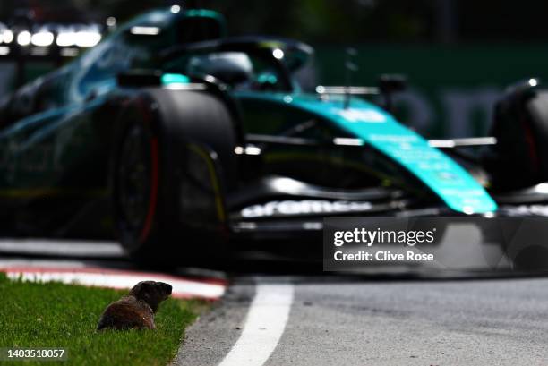 Groundhog sits at the side of the track as Lance Stroll of Canada driving the Aston Martin AMR22 Mercedes approaches during practice ahead of the F1...