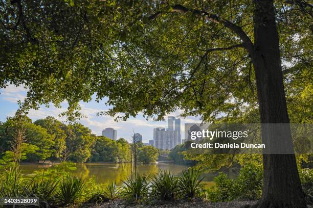 tree framing atlanta - atlanta tree stock pictures, royalty-free photos & images