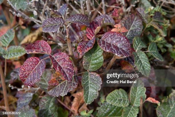 pacific poison oak - toxicodendron diversilobum stock pictures, royalty-free photos & images