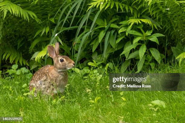 French Rabbit Pest Rabbits Pests Photos and Premium High Res Pictures - Getty Images