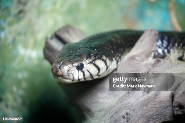 forest cobra - forest cobra stock pictures, royalty-free photos & images