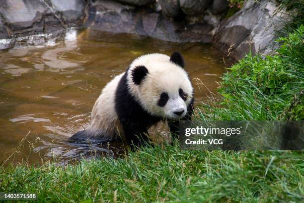 Panda In Water Panda Water Photos and Premium High Res Pictures - Getty Images