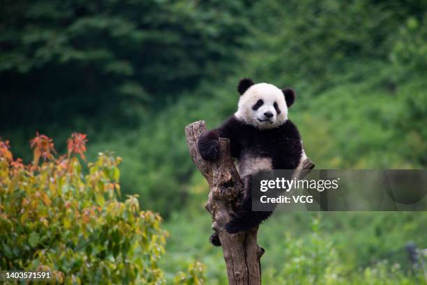 Giant panda rests in a tree at the China Conservation and Research Center for the Giant Panda on June 17, 2022 in Wenchuan County, Aba Tibetan and...