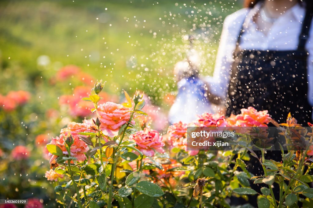 Watering garden flowers with sprinkler