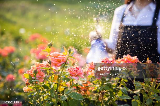 watering garden flowers with sprinkler - roses imagens e fotografias de stock