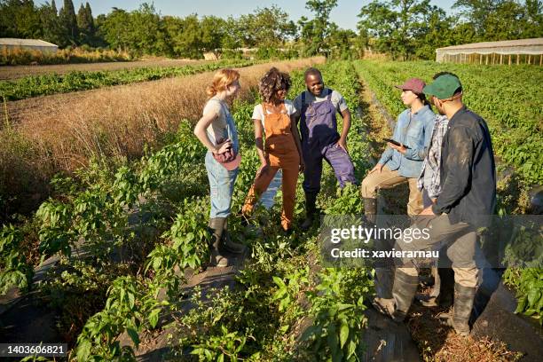 farm workers meeting outdoors in herb garden - delegating stock pictures, royalty-free photos & images