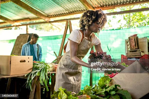 mid adult woman holding freshly harvested red leaf lettuce - buenos aires market stock pictures, royalty-free photos & images