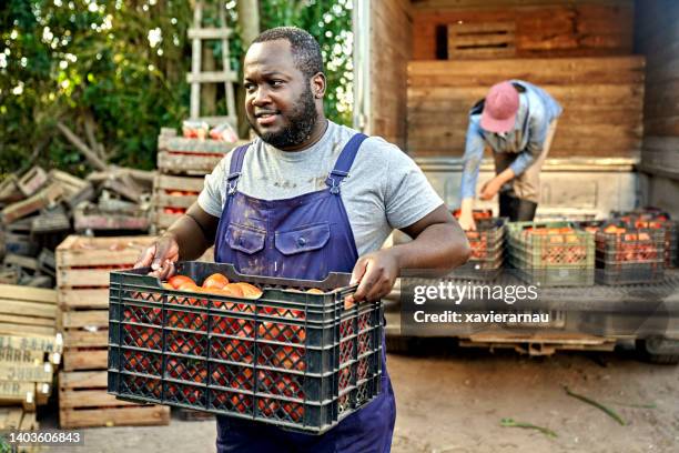 farm worker unloading harvested tomatoes from truck - plum tomato stock pictures, royalty-free photos & images