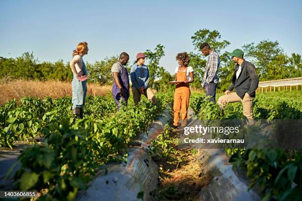 farm foreperson delegating jobs for the day - delegating stock pictures, royalty-free photos & images