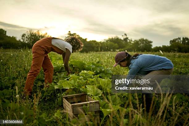 women harvesting vegetables in field at dusk - organic farming imagens e fotografias de stock