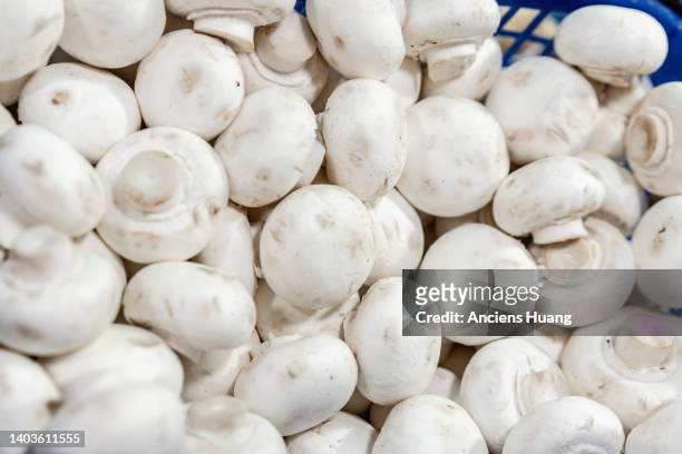 close up of many fresh white mushroom - white mushroom photos et images de collection