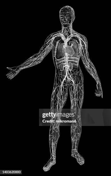 old chromolithograph illustration of human circulatory system - body part black background stock pictures, royalty-free photos & images