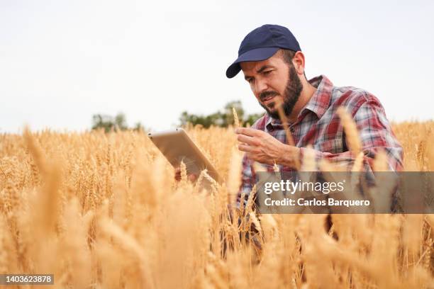 image of an agronomist examining the wheat. - agronomist - fotografias e filmes do acervo