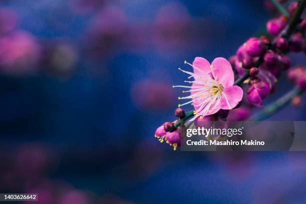 pink japanese plum blossoms - japanse abrikoos stockfoto's en -beelden
