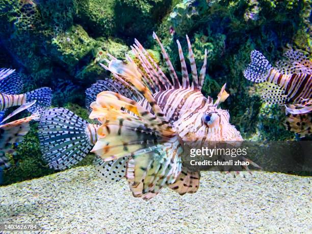 luna lionfish - lionfish stock pictures, royalty-free photos & images