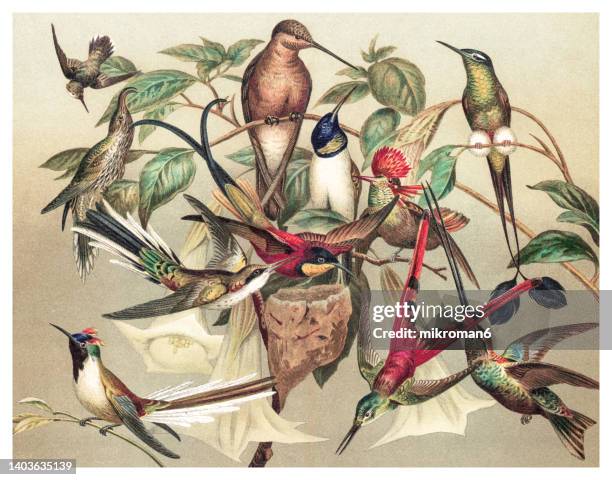 old chromolithograph illustration of hummingbirds - colibrí de pico espada fotografías e imágenes de stock