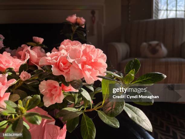 pink azalea blossoms - azalee stock-fotos und bilder