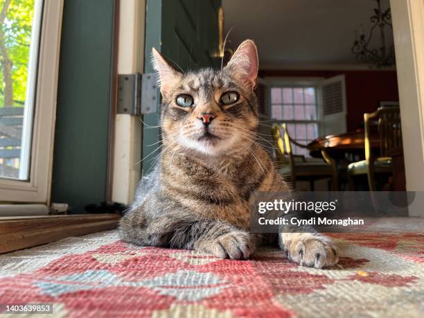 Tabbycat Rugs 1,142 Rug Cats Stock Photos, High-Res Pictures, and Images - Getty Images