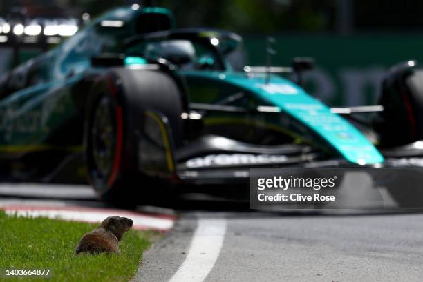 Groundhog sits at the side of the track as Lance Stroll of Canada driving the Aston Martin AMR22 Mercedes approaches during practice ahead of the F1...