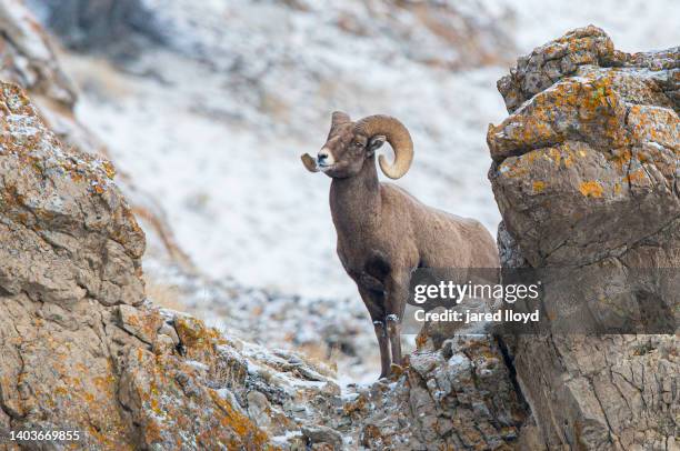 bighorn ram on cliff - bighorn sheep stockfoto's en -beelden